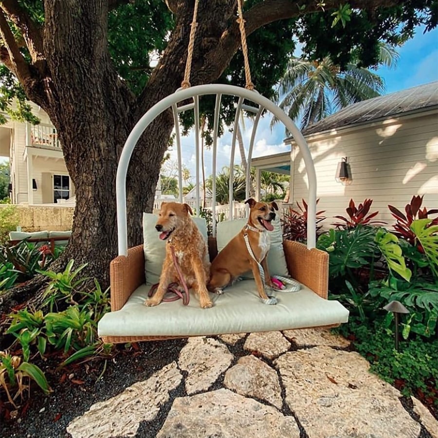 dogs on hammock swing