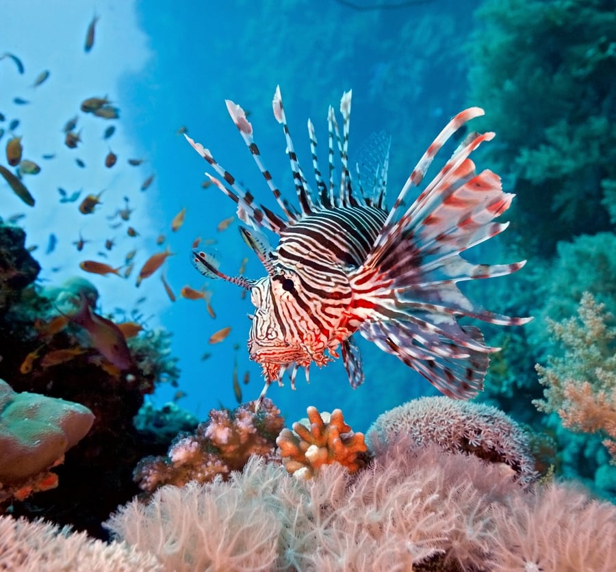 Lionfish on the coral reef in the red sea