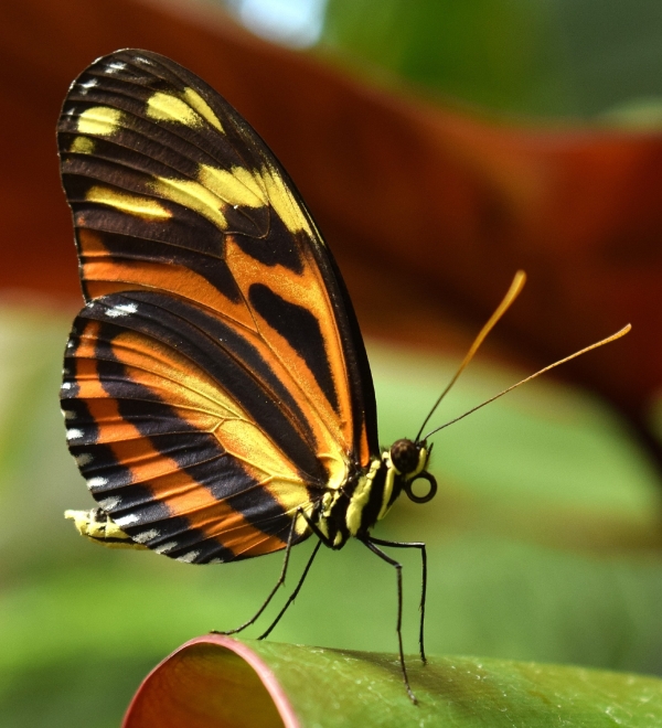 A colorful butterfly on a leaf