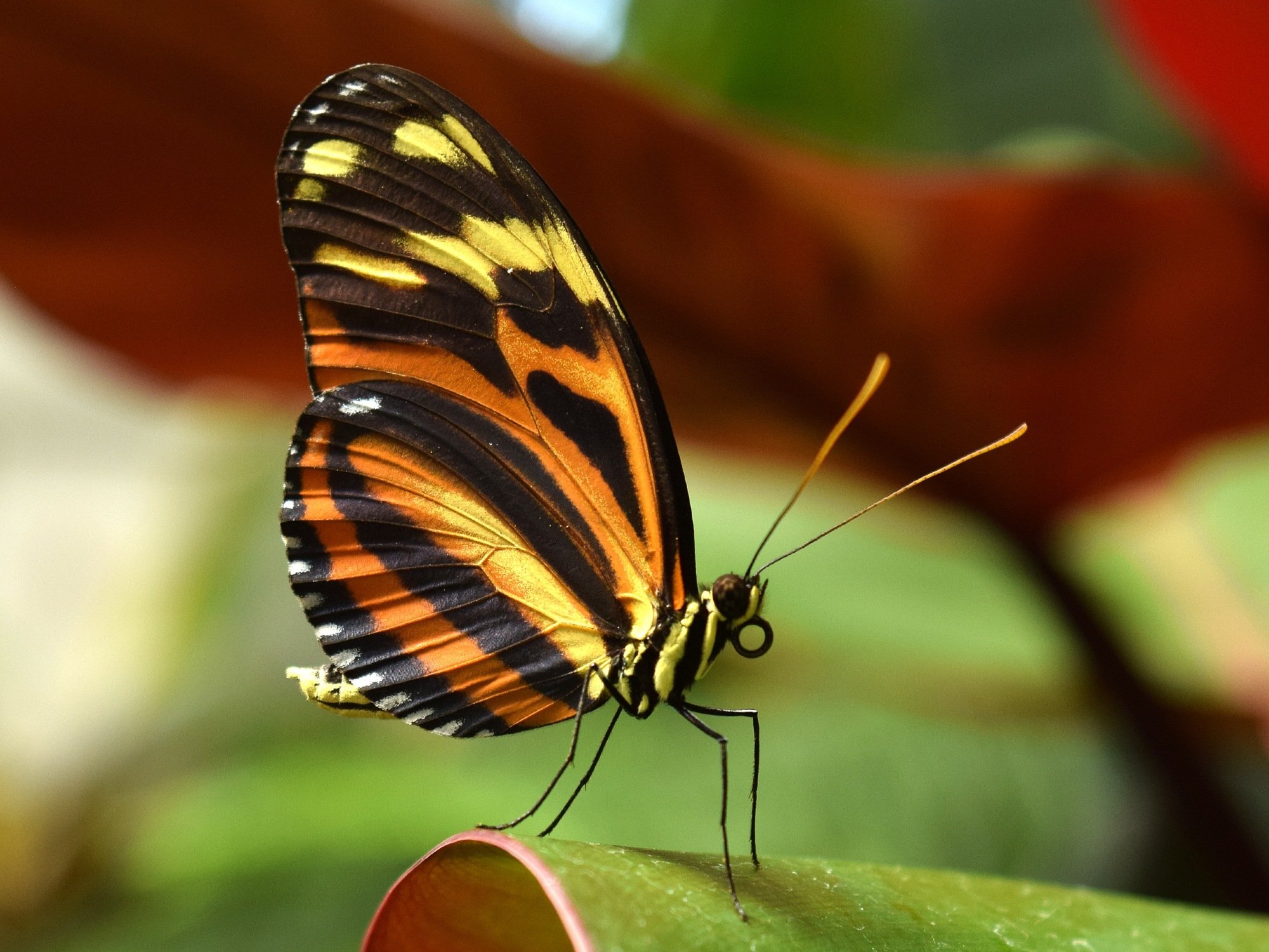 A colorful butterfly on a leaf