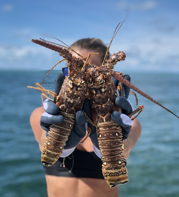 Spiny lobsters