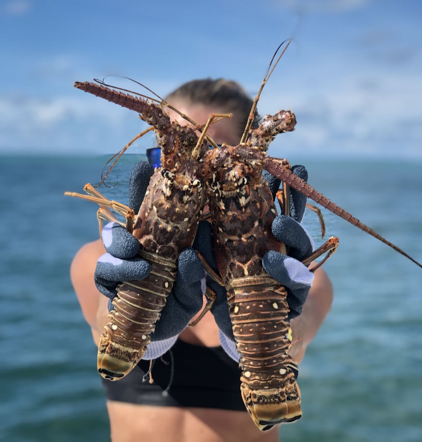 Spiny lobsters